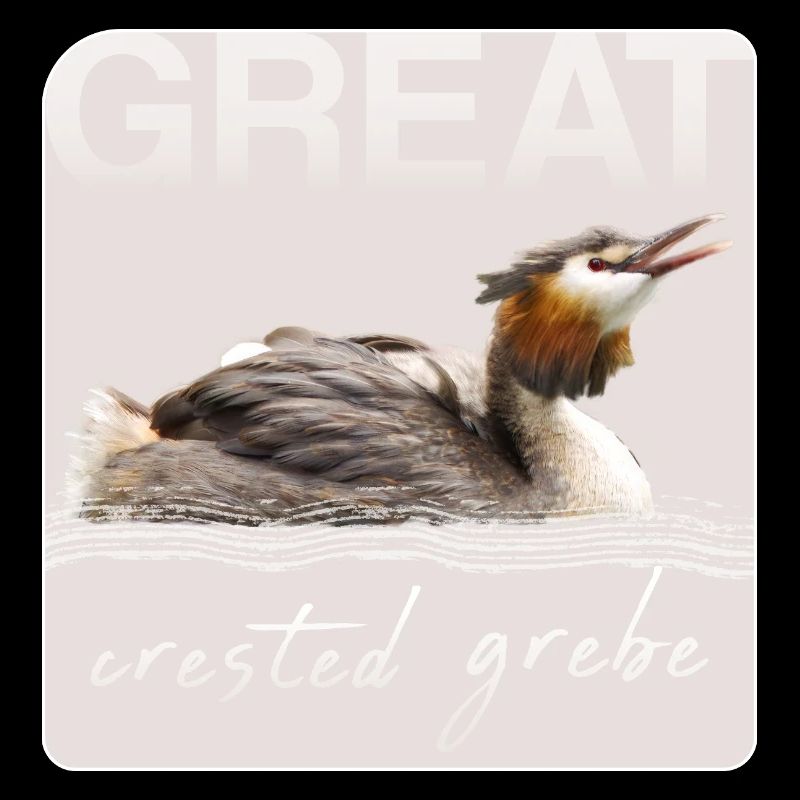Great crested grebe