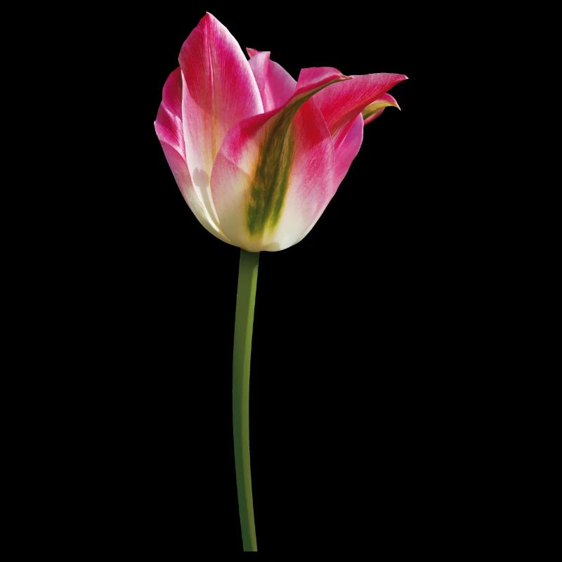 Tulpe im Frühling
