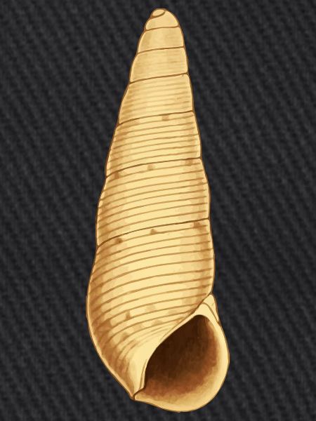 Shell Illustration