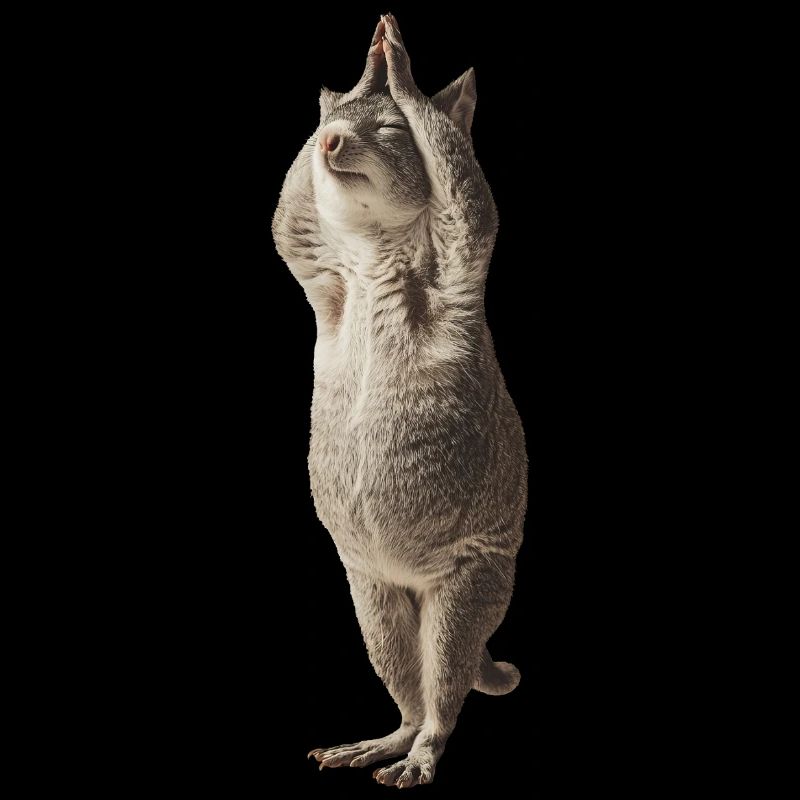 Chinchilla