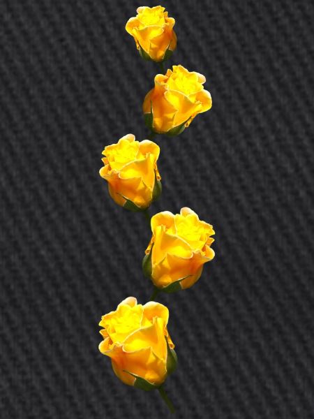 gelbe Rosen