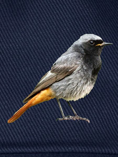 Rotschwanz Robin