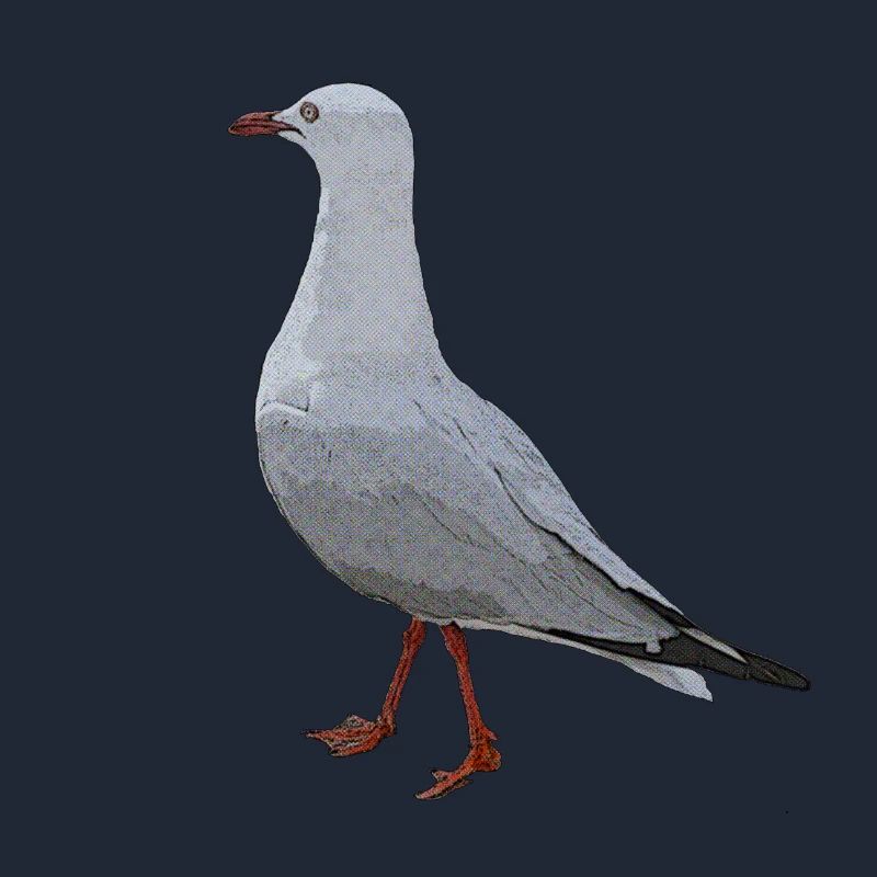 Australian Seagull