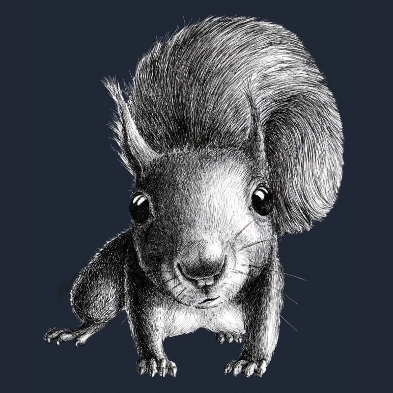Eichhörnchen