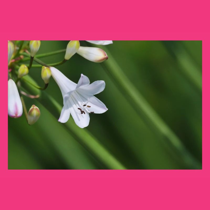 Macro de la fleur de lys blanc