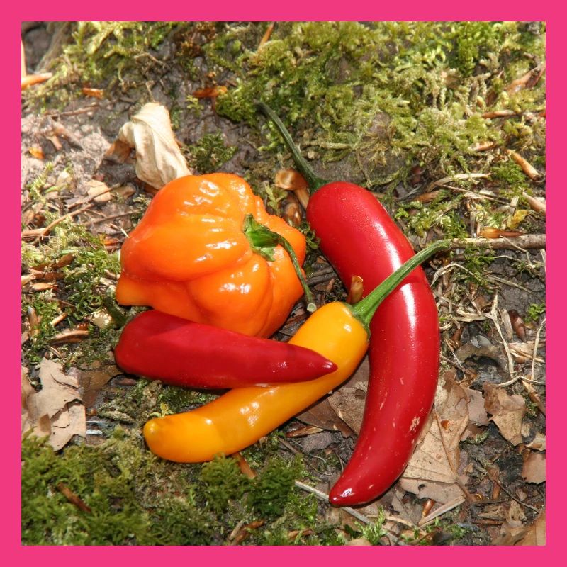Farbenfrohe CHILI’s