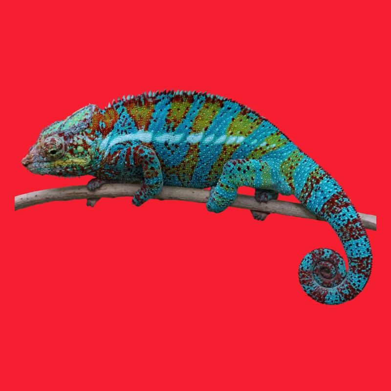 Chamäleon