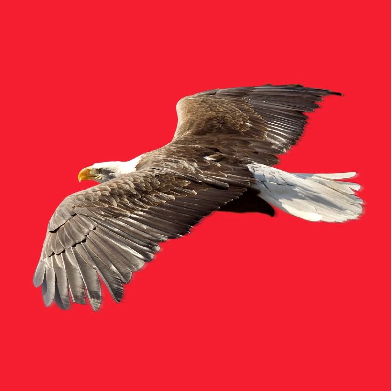 Adler