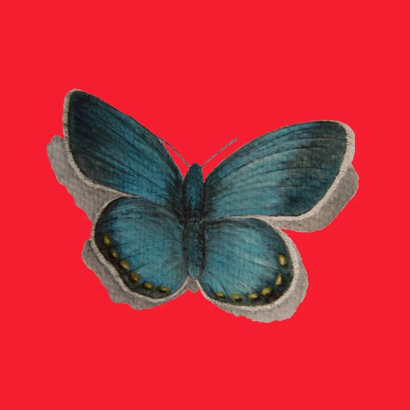 Schmetterling Bläuling