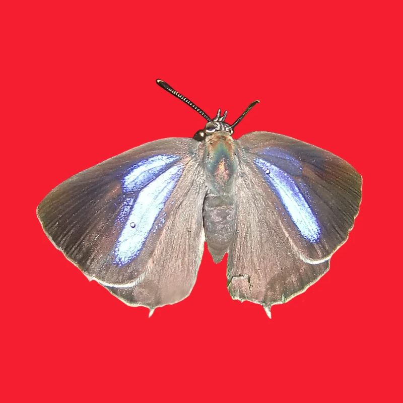Blauer Eichen-Zipfelfalter