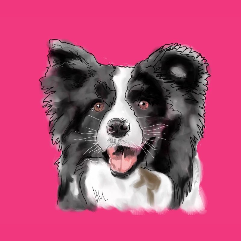 Border Collie