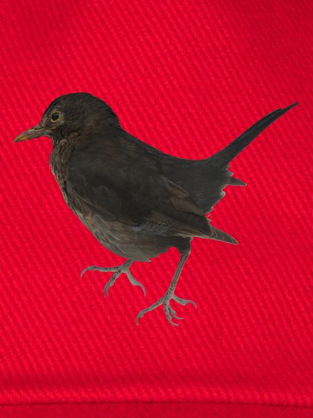 Amsel
