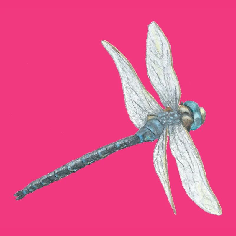 Illustration de libellule sarcelle
