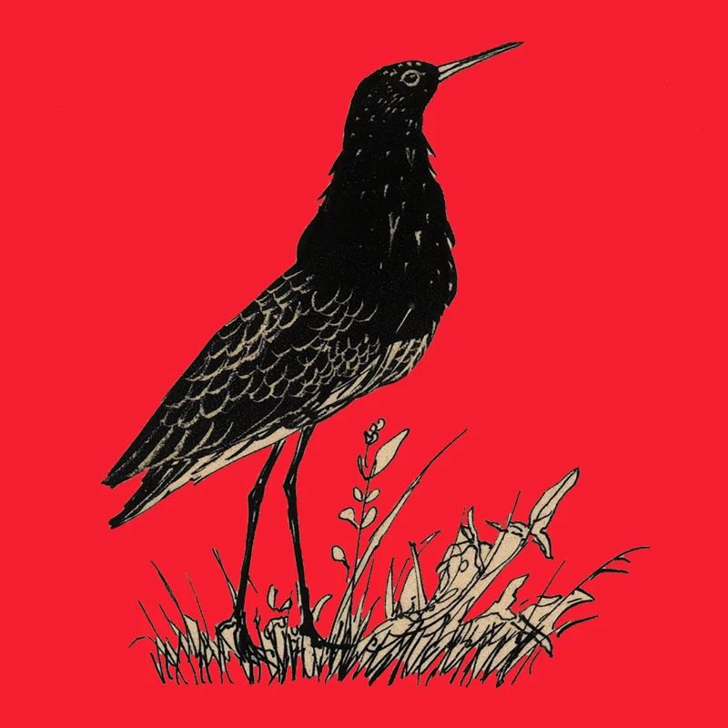 Vogel
