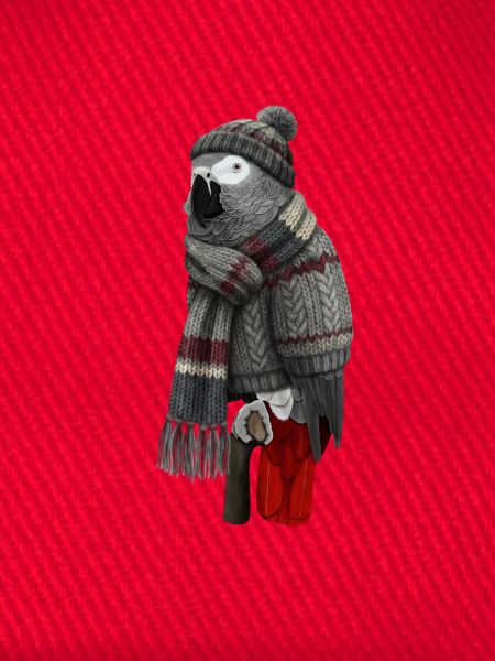 Graupapagei in Strickpullover Winter Weihnachten