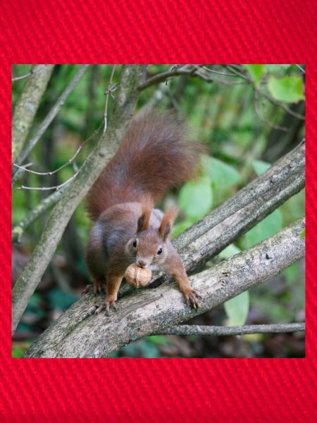 Eichhörnchen am Ast mit Nuss