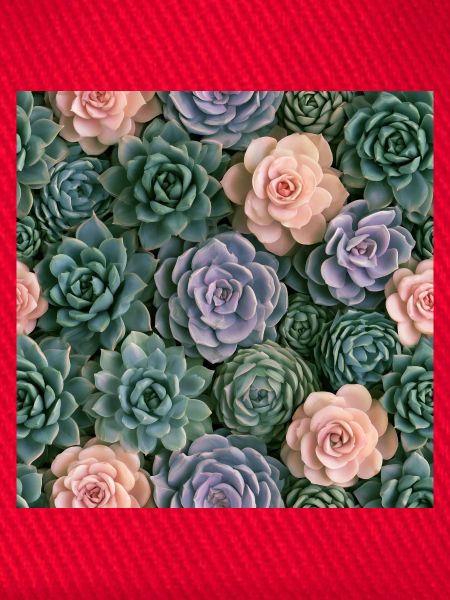 Pastellrosa und Sukkulenten