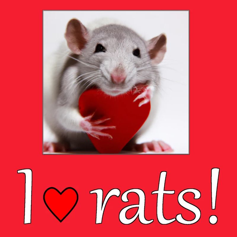Ratte mit Herz