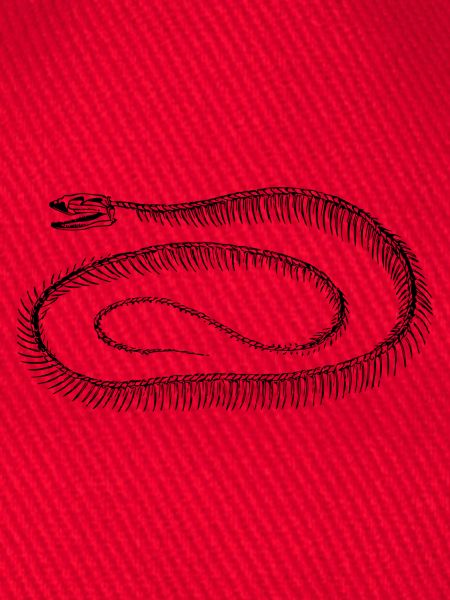 Reptil Skelett