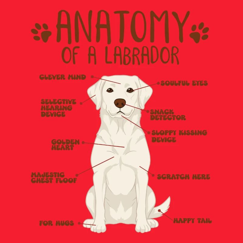 Anatomie eines white Labradors