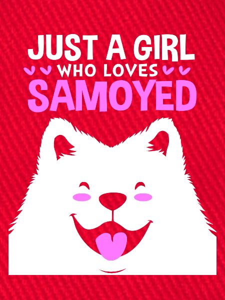 Samojede Hund Samoyed