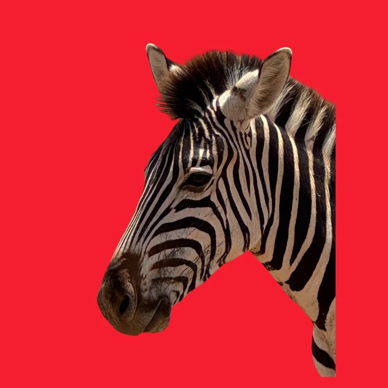 Zebra Kopf
