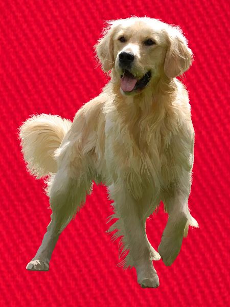 Golden Retriever
