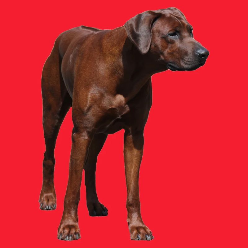 Rhodesian Ridgeback - Hunde Motiv