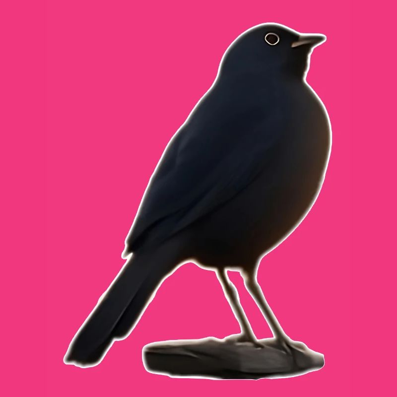 Amsel