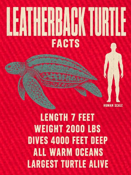 Leatherback Turtle Fakten Tierrekord
