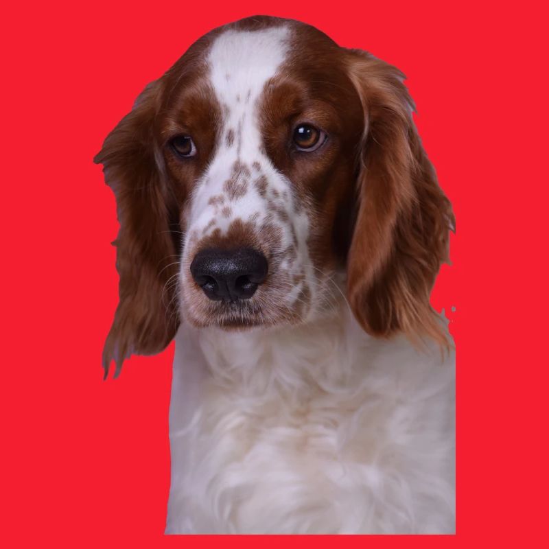 Welsh Springer Spaniel