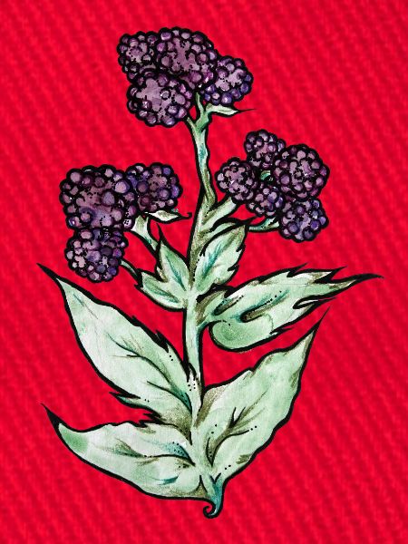 Purple Bloom Botanicals