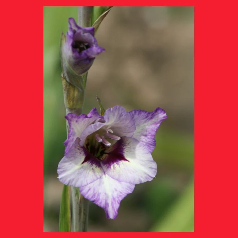 Gladiole – Stärke in Blüte