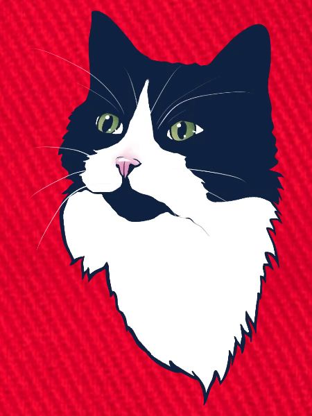 Mitternachts-Tuxedo-Katzenporträt