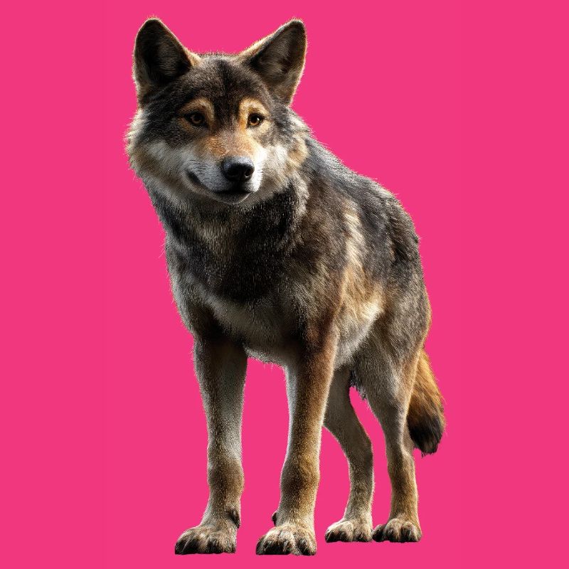 Wolf Love Wolves Wolf Pack Wolfhound Wild Wolf