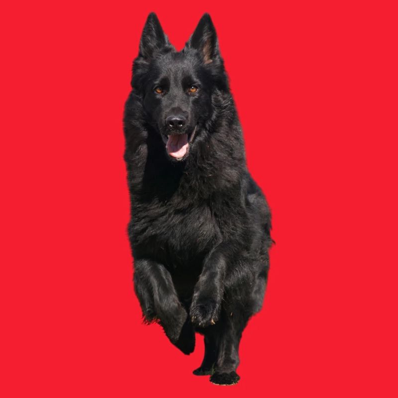 schwarzer Schäferhund Front