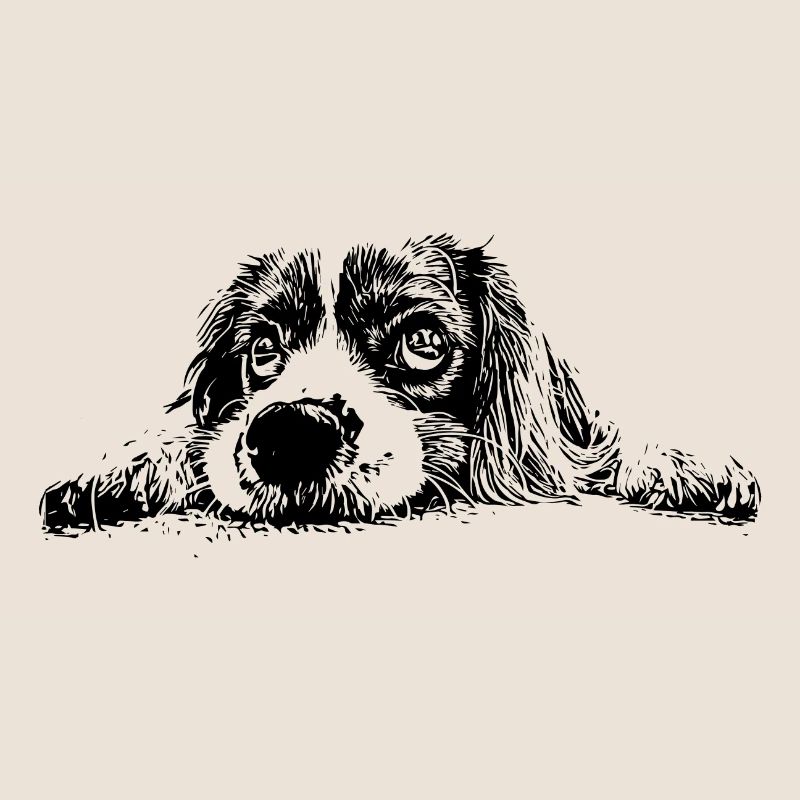 Cocker Spaniel
