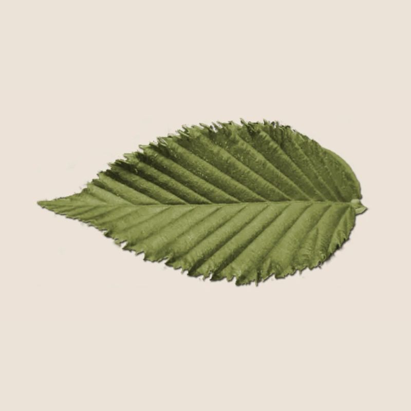Structure foliaire : motif vert olive