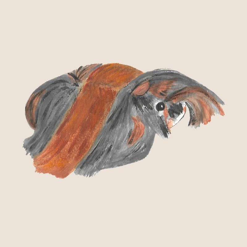 Peruvian guinea pig