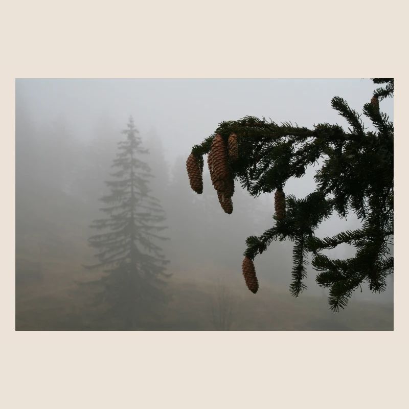 Cloud Forest Cone Magic / Feldberg