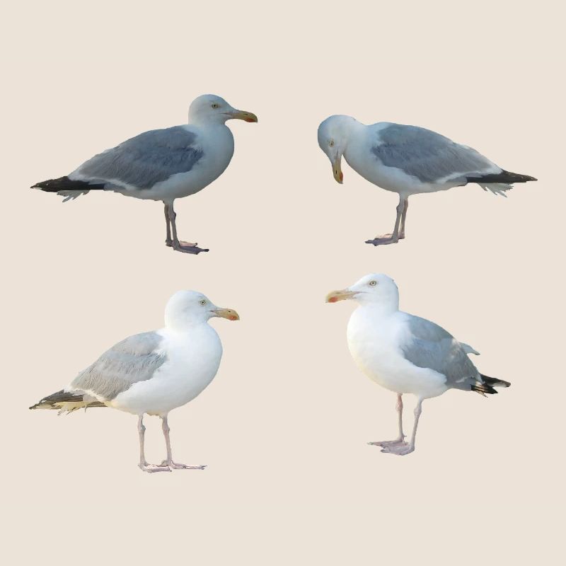 Möwen