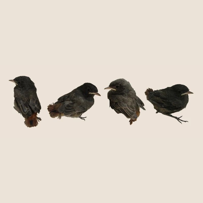 House redstart branches