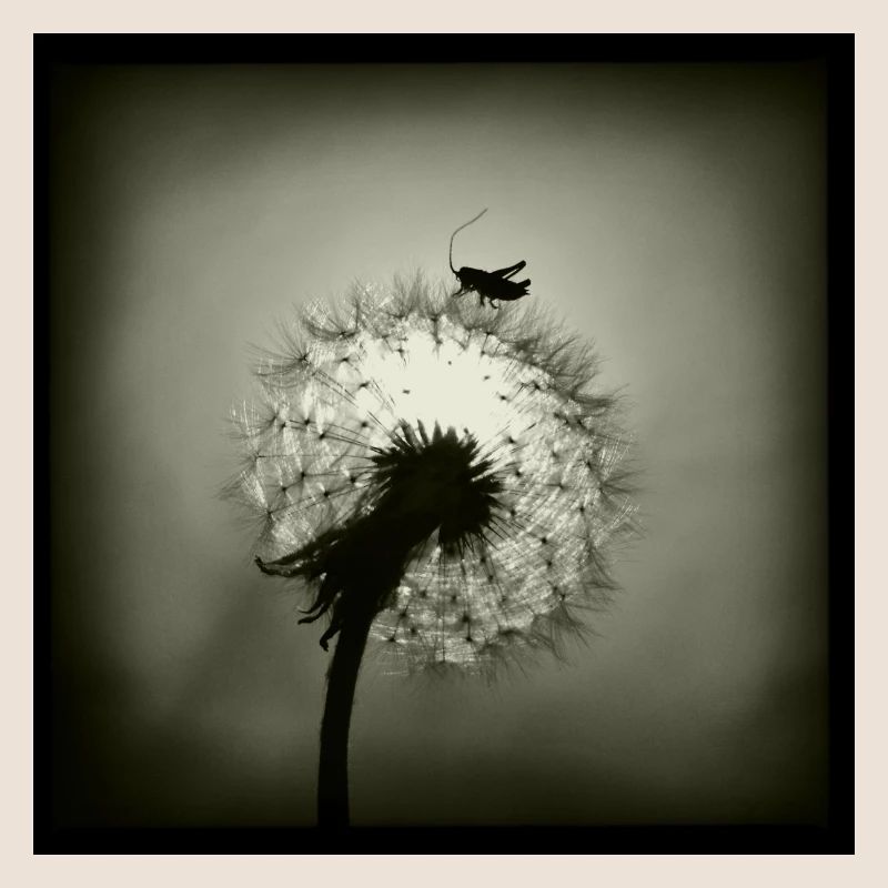 Tiny Planet