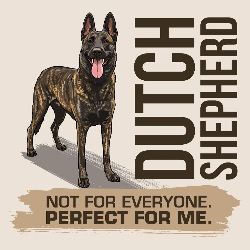 Dutch Shepherd – Dutchie