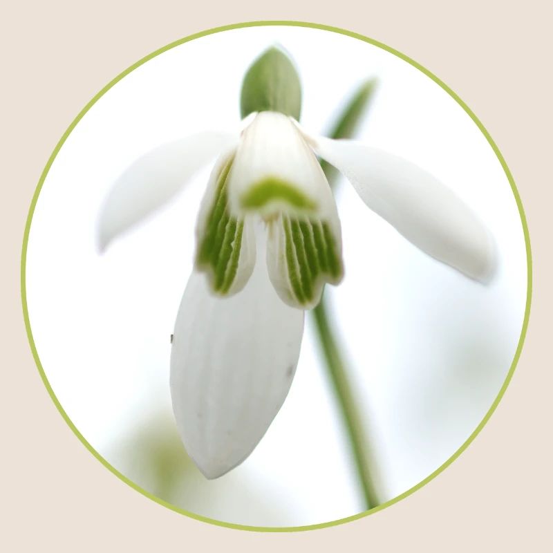 Snowdrop Blossom White Blossom Spring