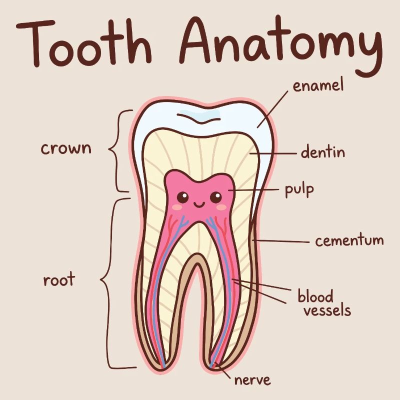 Zahnanatomie Zahnarztassistent Zahnarzt