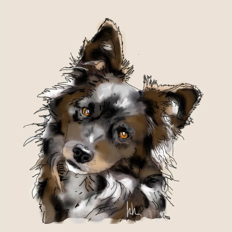 Australian Shepherd