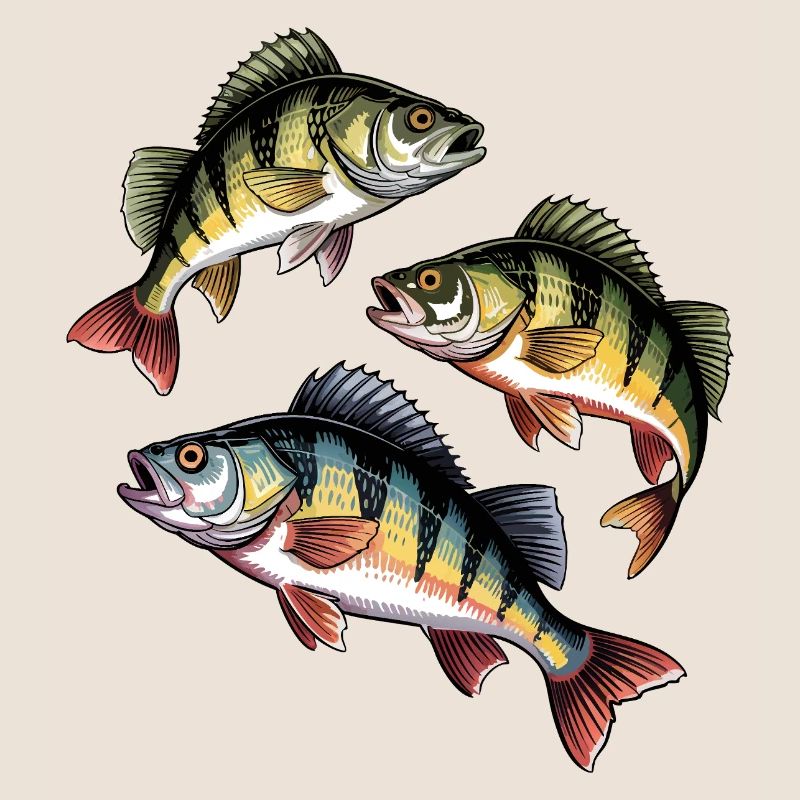 Pêche à la perche