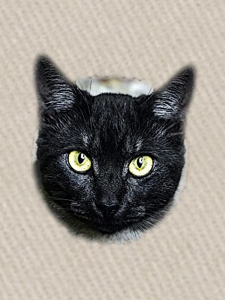 black cat schwarze Katze