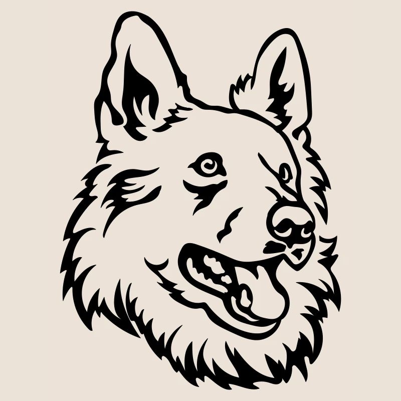 Schweizer Schäferhund Kopf